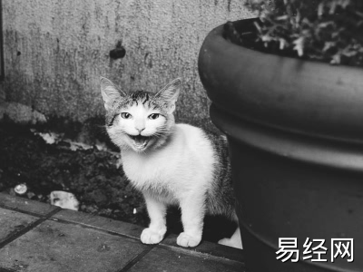 梦见生了一只猫