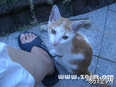 梦见被猫咬脚