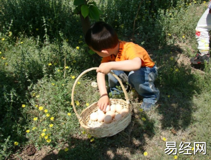 梦见别人捡鸡蛋