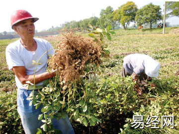 梦见在地里收花生