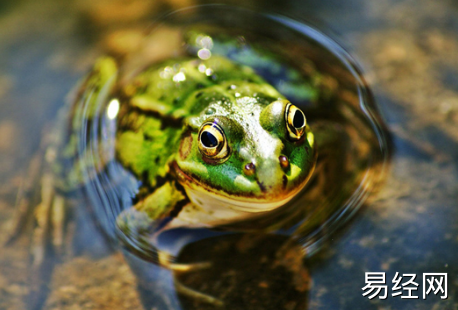 梦见青蛙在水里游