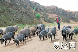 梦见猪跑来跑去