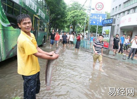 梦见发大水抓鱼