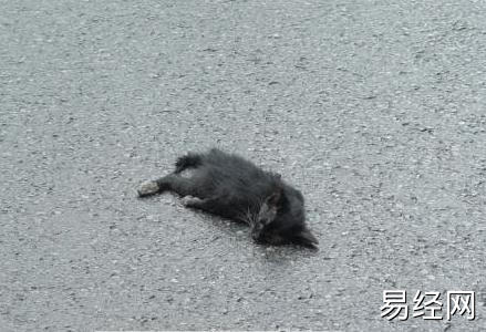 孕妇梦见死猫是什么意思？周公解梦大全查询免费版