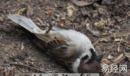 孕妇梦见死麻雀是什么意思？周公解梦大全查询免费