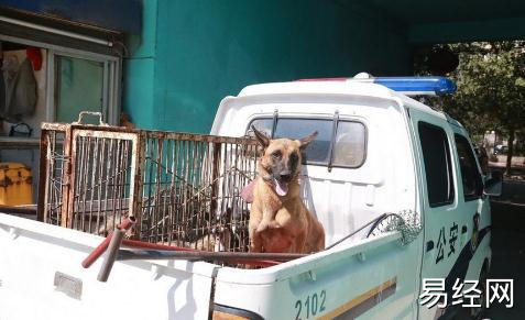 梦见养犬 养狗是什么意思？周公解梦大全查询免费