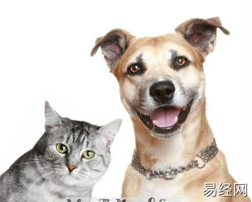 孕妇梦见猫和狗是什么意思？周公解梦大全查询免费