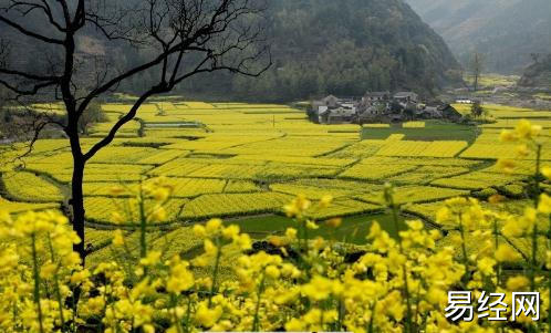 梦见遍地菜花是什么意思？周公解梦大全查询免费