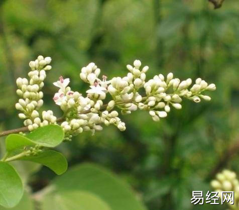 梦见丁香花是什么意思？周公解梦大全查询免费