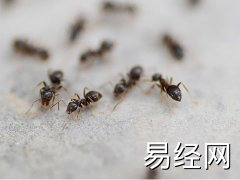 梦见蚂蚁搬家是什么意思？周公解梦大全查询免费