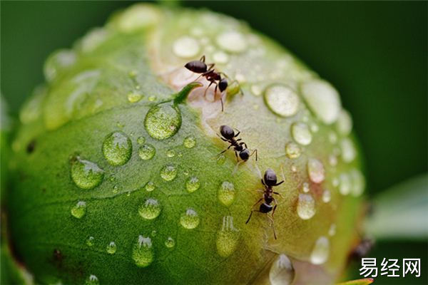 梦见嘴内有虫是什么意思？解梦大全查询免费