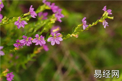 梦见逃离是什么意思？解梦大全查询免费