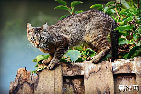 梦见一群猫追我是什么意思？周公解梦大全查询免费