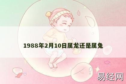 1988年2月10日属龙还是属兔