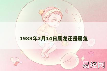 1988年2月14日属龙还是属兔