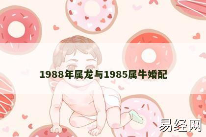 1988年属龙与1985属牛婚配