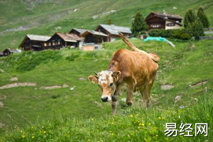 一家四口人最佳属相 十二生肖配对解析