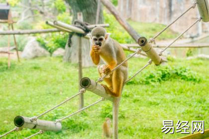 送尽东风过楚城猜生肖关于生肖猴的谜语