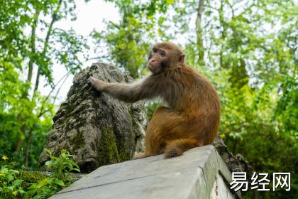 属猴的女人不一般 属猴女性格婚姻解析