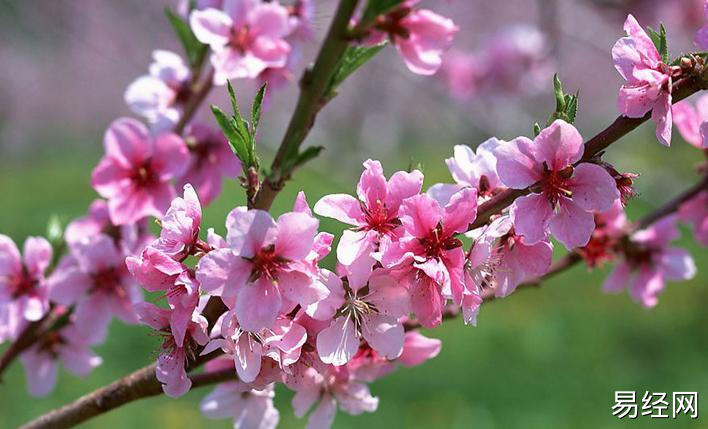 玉门桃花什么意思？玉门桃花好不好？ 