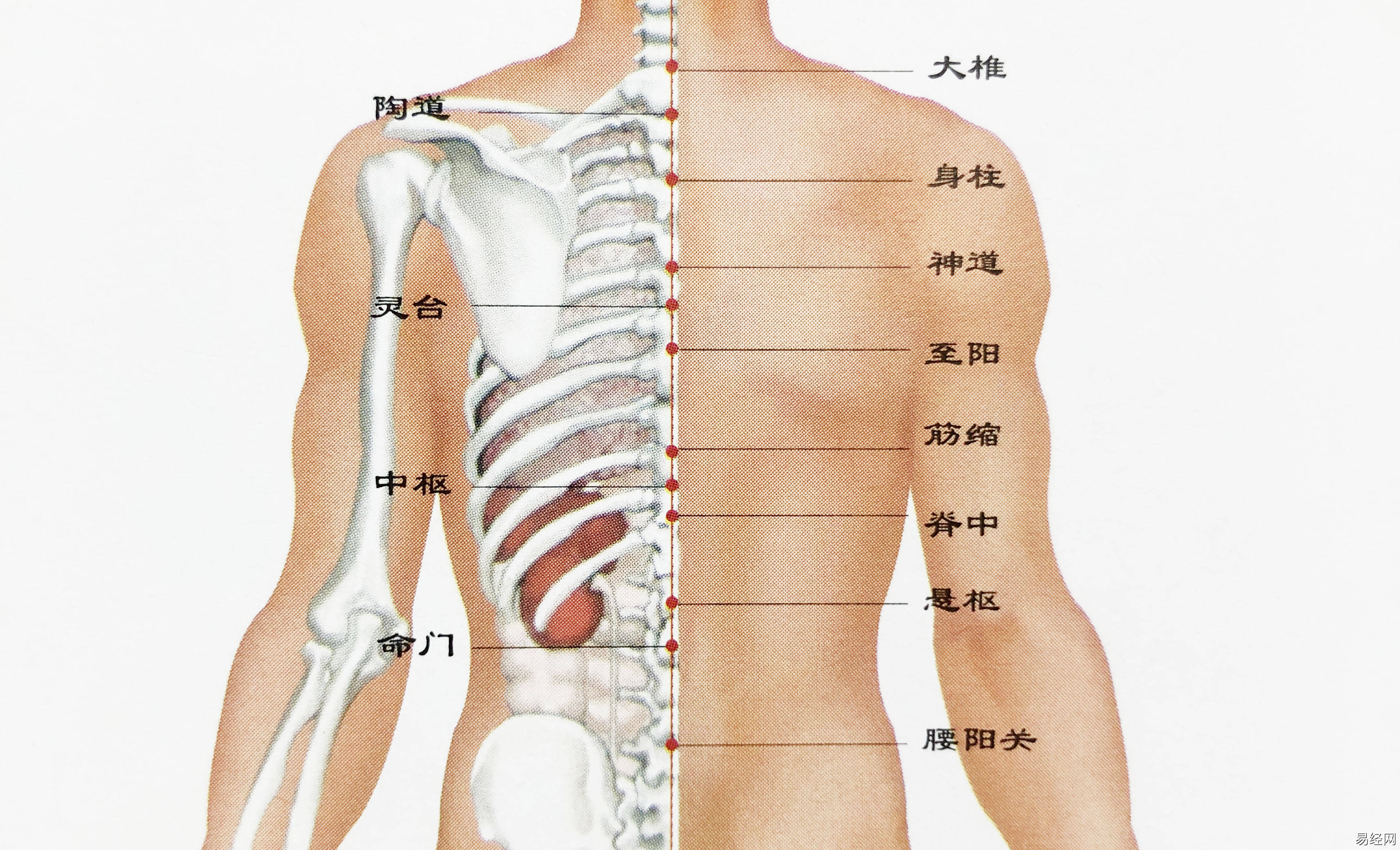 男人背部肾的位置图_痣相男人背部痣相图解_背部刮痧的方法图解