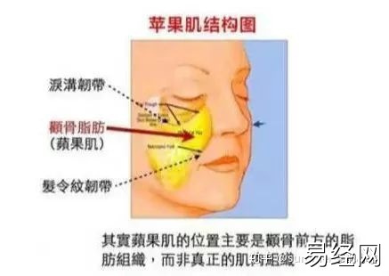 男人颧骨高额头窄面相_男人额头窄颧骨宽面相_颧骨高下颌角宽额头窄面相