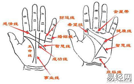 生命线是从拇指与食指外侧中间开始，往掌底走的纹路