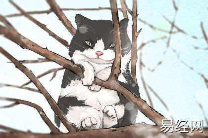 给小猫取特殊的名字大全 好听的猫咪名字