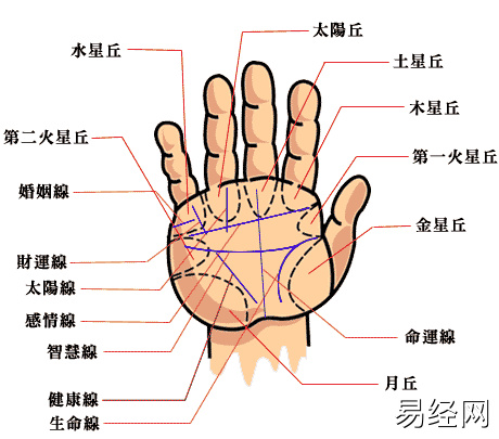 女人手相生命线代表什么生命线起端出现细纹代表