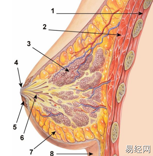 胸前有痣代表什么？胸前痣的位置和寓意！