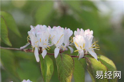 奇门遁甲研究 奇门学习者的误区