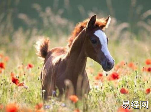 属马跟什么属相犯冲 属马的属相婚配宜忌 _齐家网