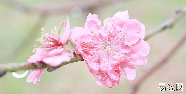 知行易道:今年行桃花运,易有新恋情的生肖