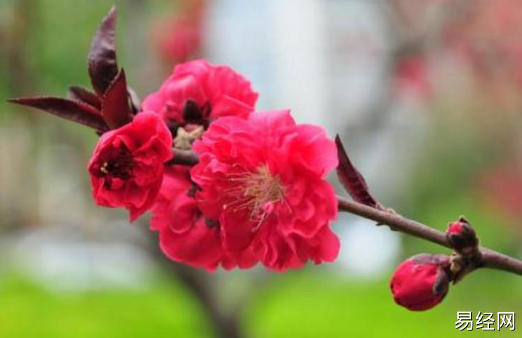 12月生肖虎桃花运势