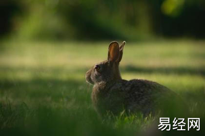 属兔为什么不能住东户 属兔人买房注意事项