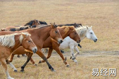 90年六月份的马是什么命