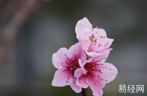 3月,桃花开,爱加速,甜蜜相依,痴痴缠缠,余生不负的3大生肖