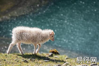 今年78岁属什么生肖 属羊的是什么命