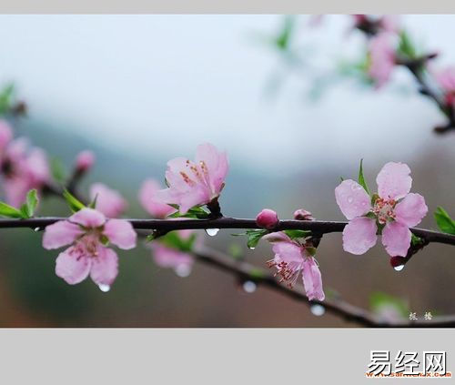 阳春三月桃花雨