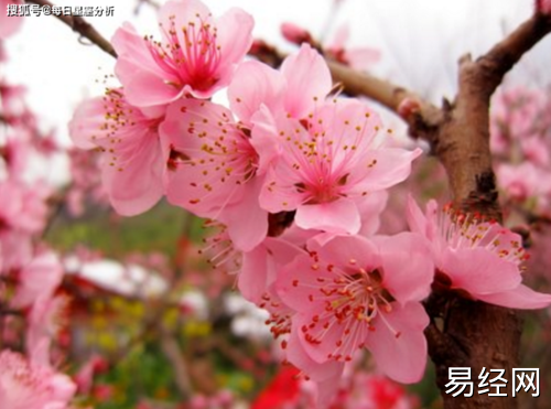 桃花运质量不高 烂桃花居多的生肖男