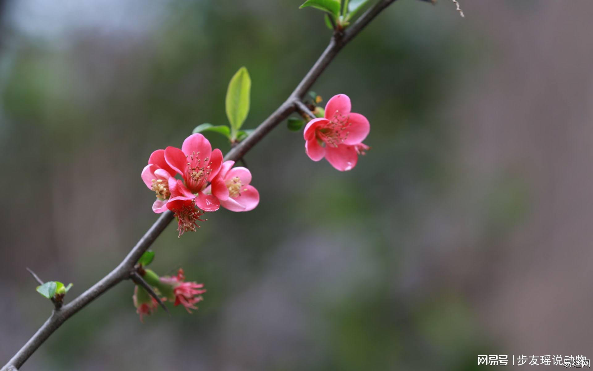 生肖鸡接财接桃花运