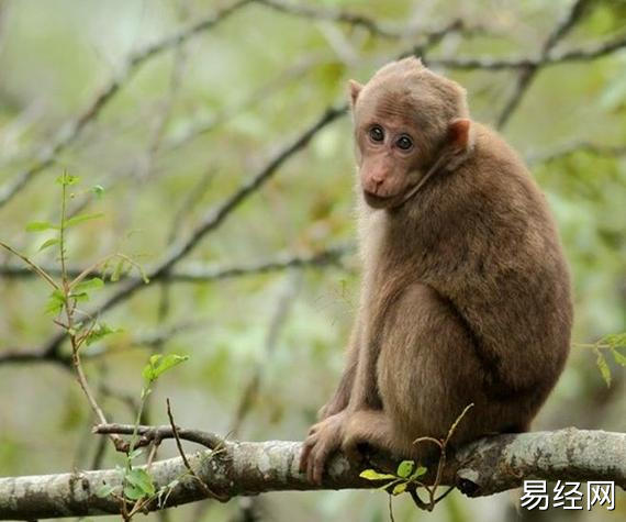 算命先生说:这几个时辰出生的生肖猴,天生的富贵命,尤其第四个