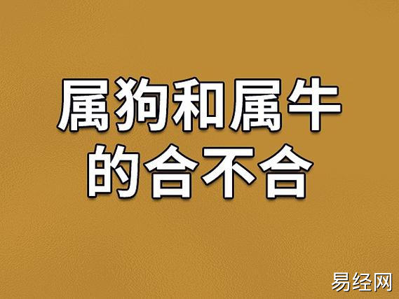 在12生肖中狗和牛是相害相冲的关系,所以属狗和属牛的人不合.