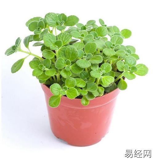 12生肖最适合养的植物,尤其属马的人,可以帮助你们财源广进