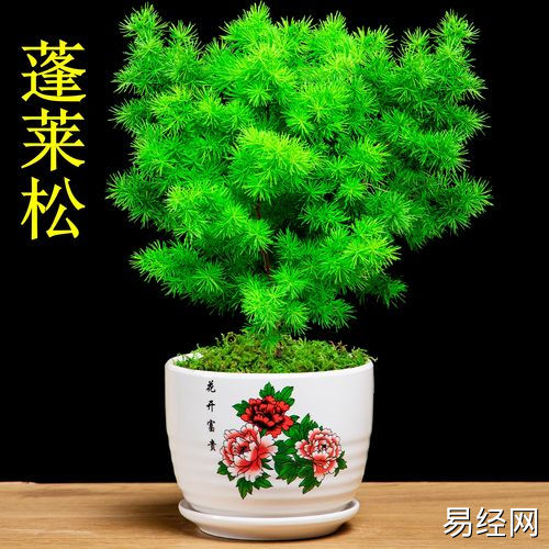 蓬莱松_蓬莱松盆栽植物室内花卉去甲醛四季常青生肖猴招财桌面绿植小