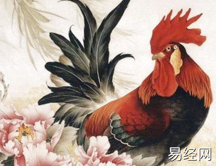 属鸡和属蛇合不合