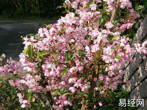 庭院 植物 风水_种什么植物旺财_庭院种什么植物风水好又旺财