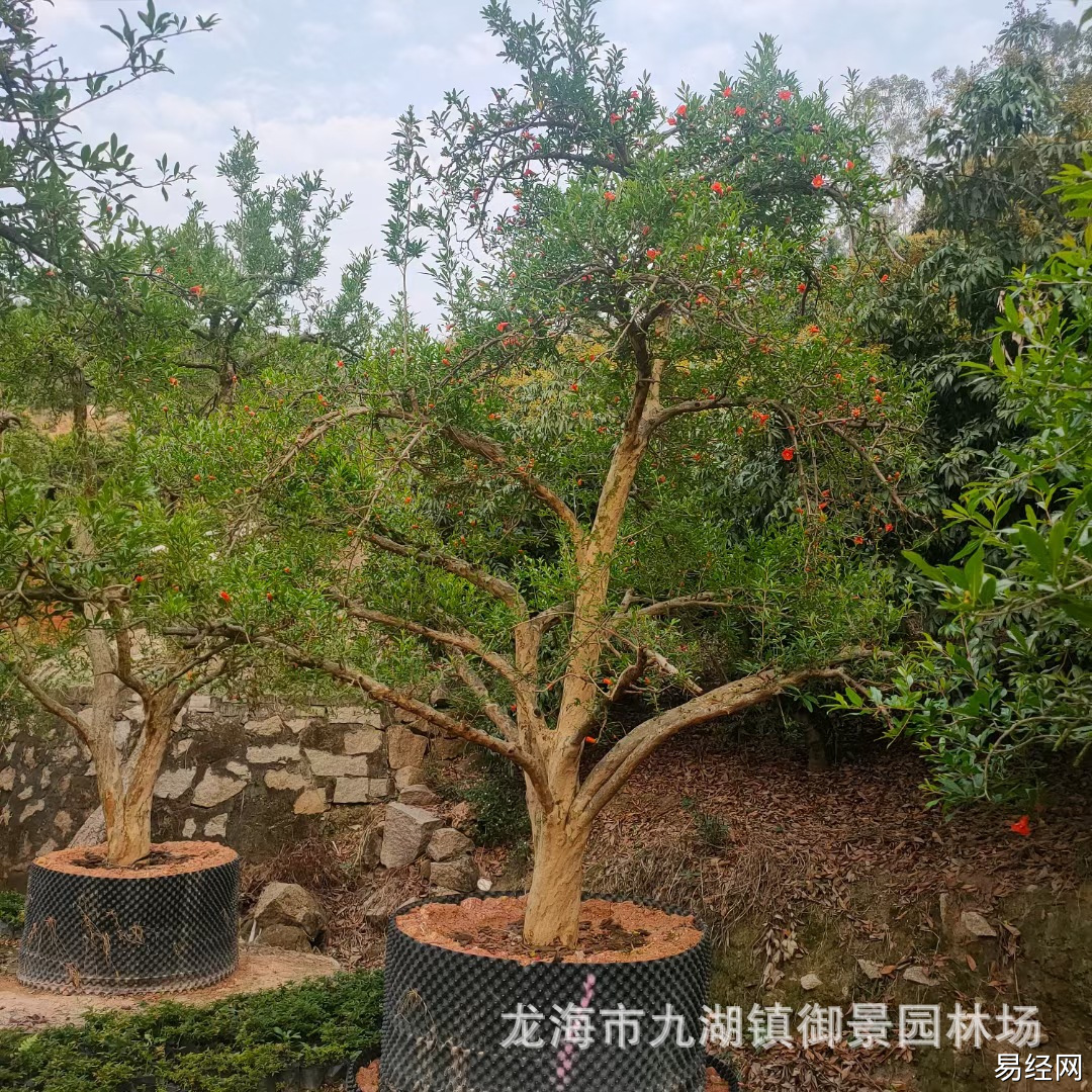 庭院 植物 风水_庭院种什么植物风水好又旺财_种什么植物旺财