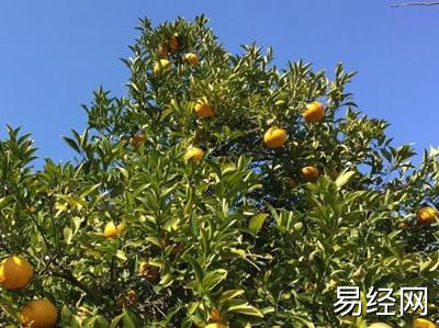 种什么植物旺财_庭院种什么植物风水好又旺财_庭院 植物 风水