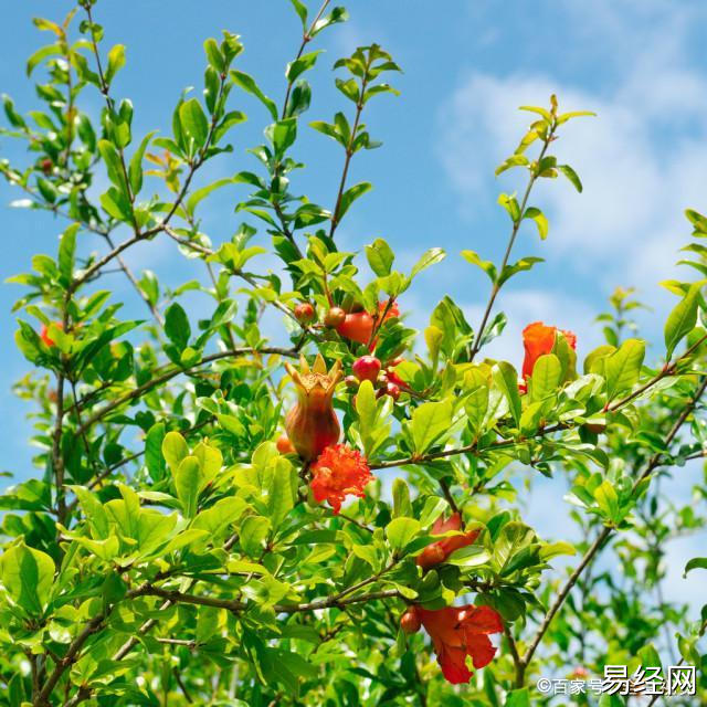 庭院 植物 风水_庭院种什么植物风水好又旺财_种什么植物旺财